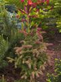 Picea abies Rydal Świerk pospolity
